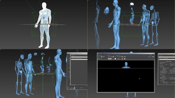 3dmax医学男性人体器官模型