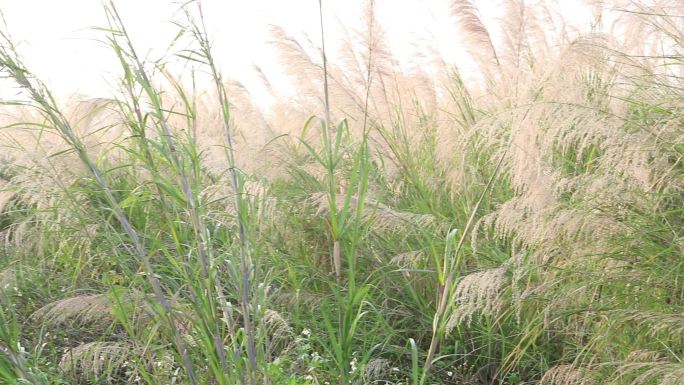 野草花