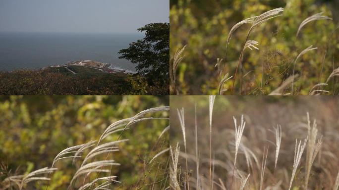 春风岸边草层茅草随风飘荡