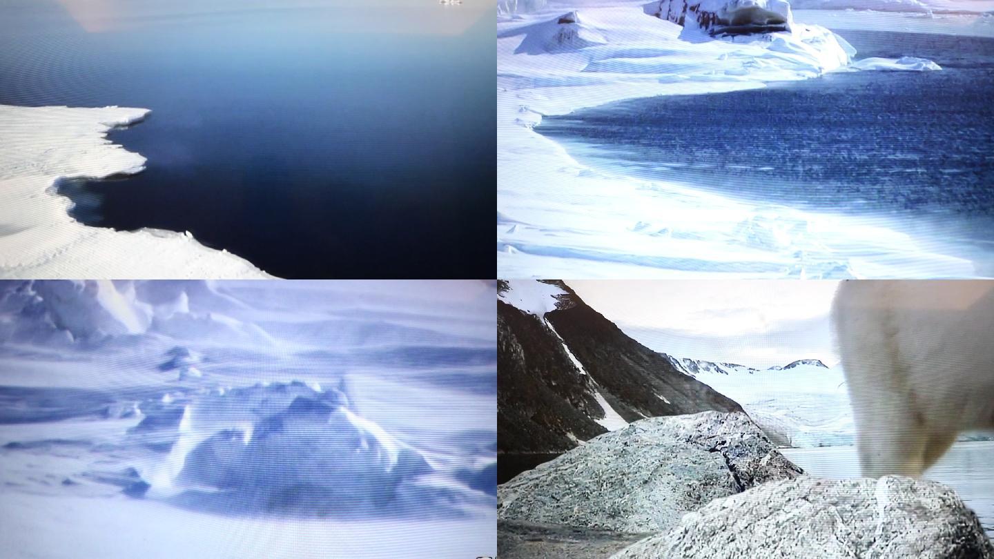 冰天雪地北极熊