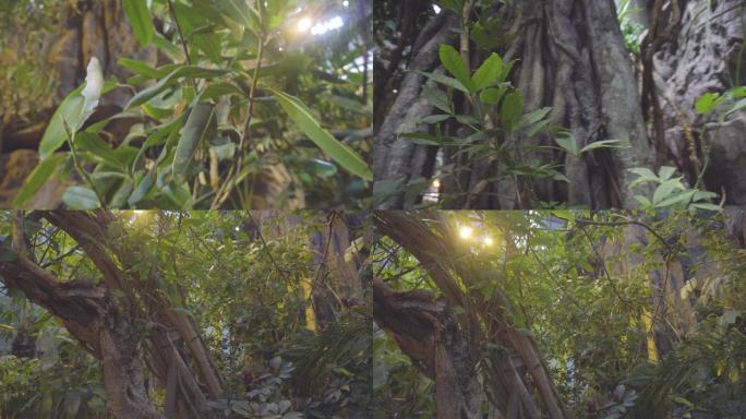 热带雨林花草树木4K