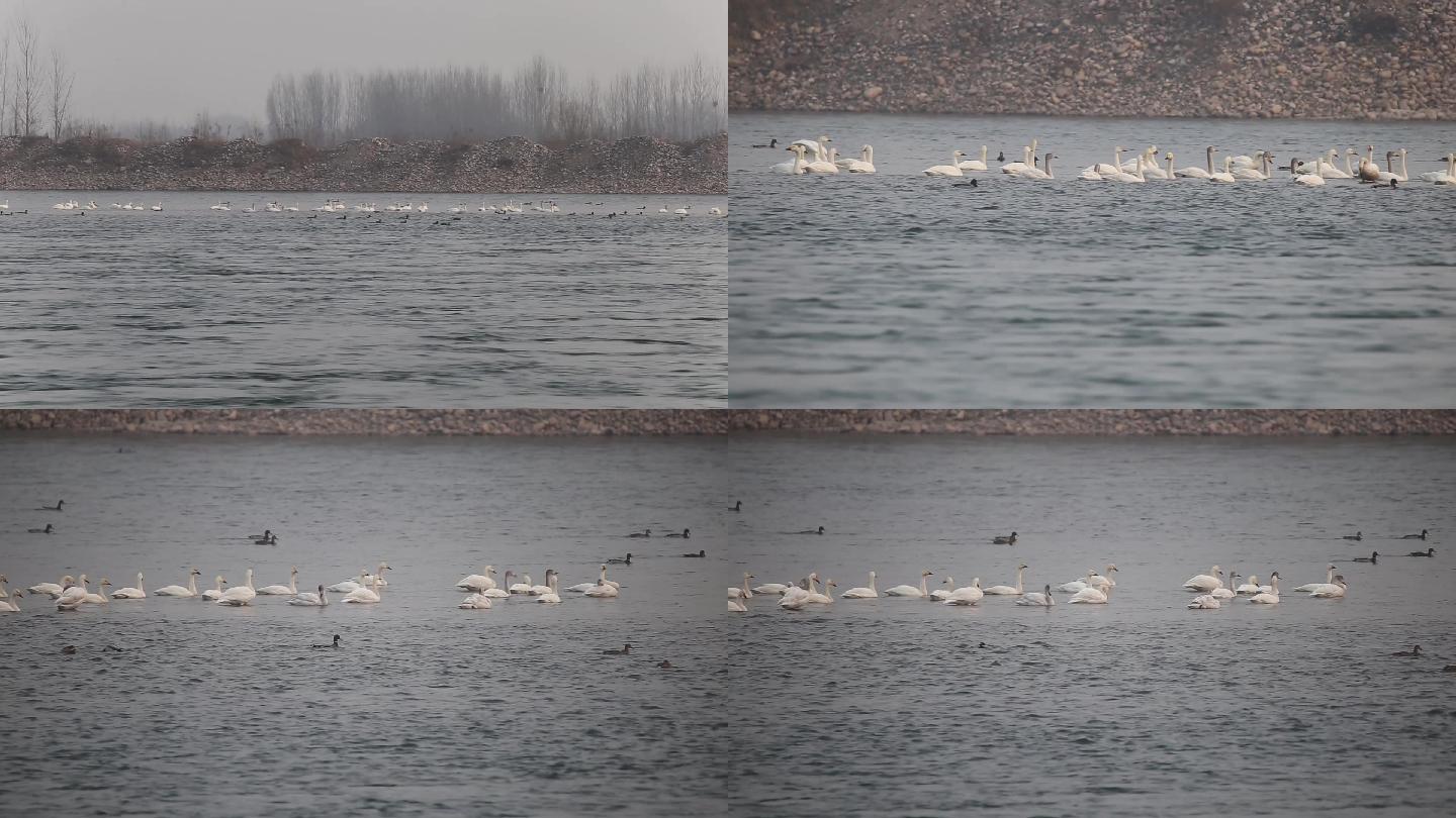 黄河湿地保护区小天鹅戏水实拍视频素材