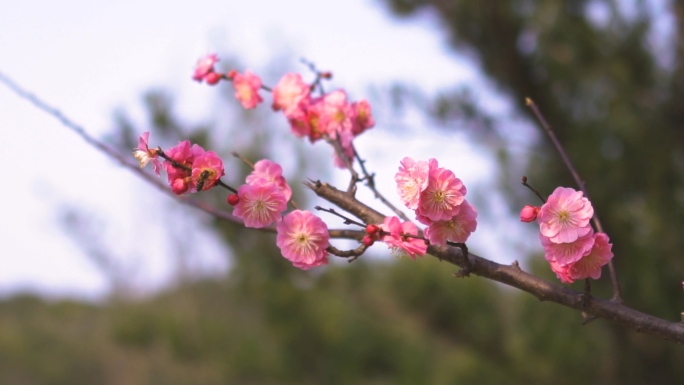 4k春天盛开的红梅花白梅花梅园植物园