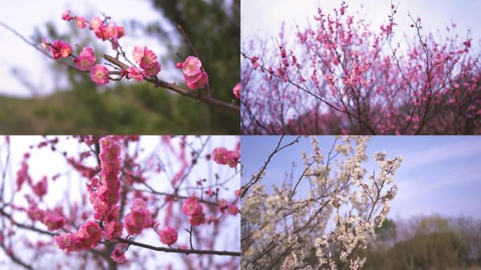 4k春天盛开的红梅花白梅花梅园植物园