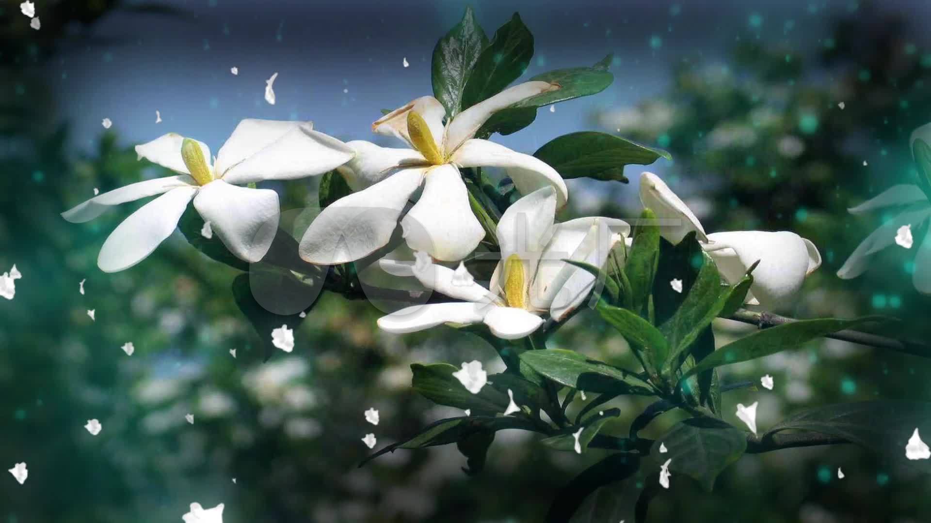 栀子花开何炅配乐成品