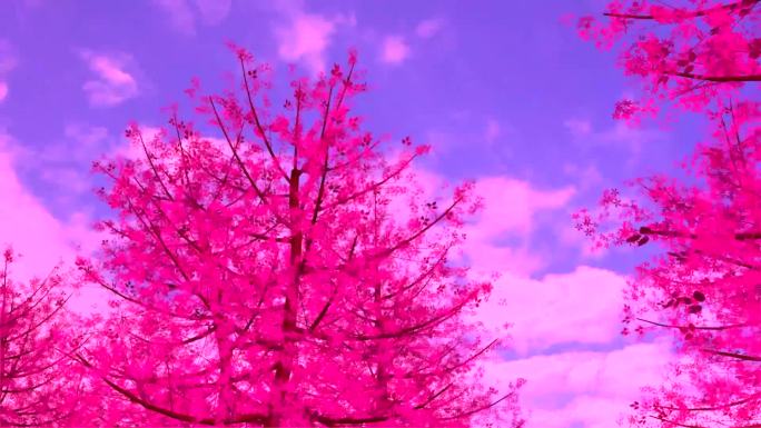 粉色树木枫树桃树金达莱蓝天