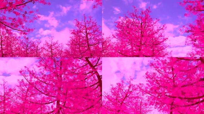 粉色树木枫树桃树金达莱蓝天