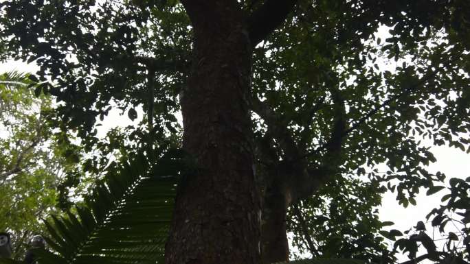 热带公园的胭脂树4k
