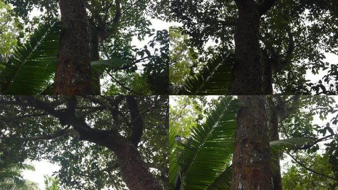 热带公园的胭脂树4k