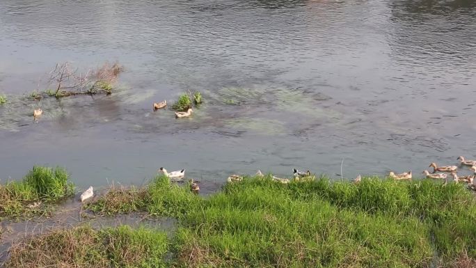 5组舞阳河散养水鸭2分9秒