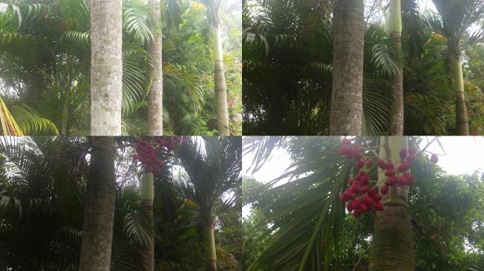 槟榔树、红色的果实4k