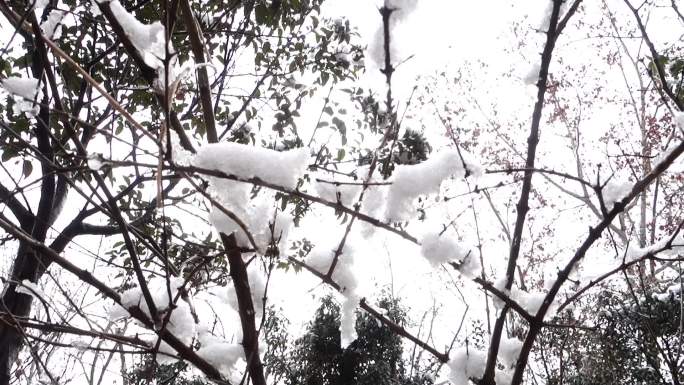 雪树银花冰雪融化