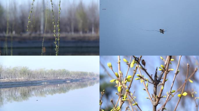 河边柳树迎春花野鸭子