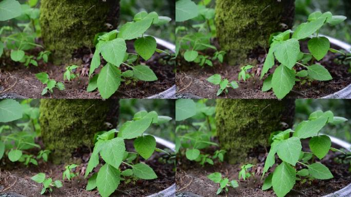 雨季绿色植物绿色