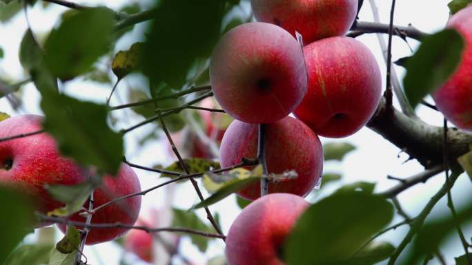 苹果苹果园红苹果丰收