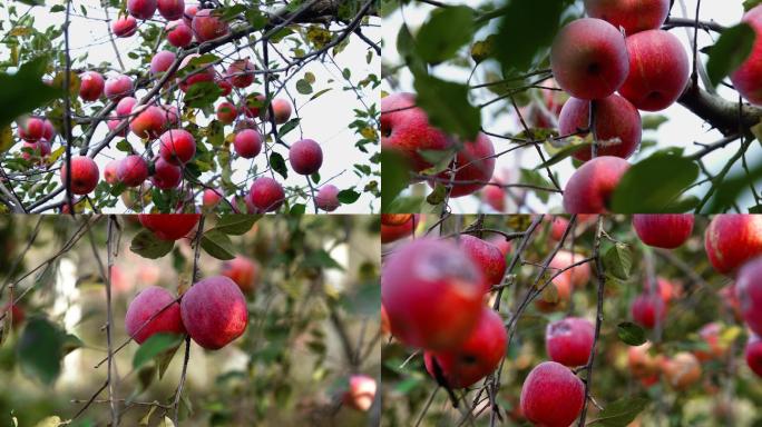 苹果苹果园红苹果丰收