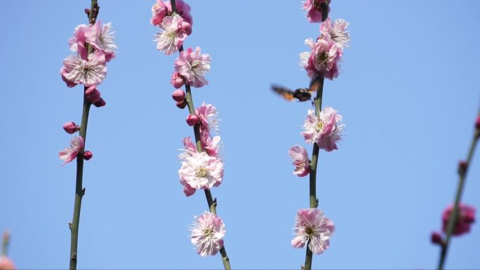 在梅花丛中采食花粉的长缘天蛾