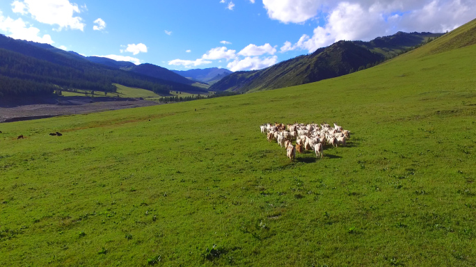 草原羊群奔跑航拍