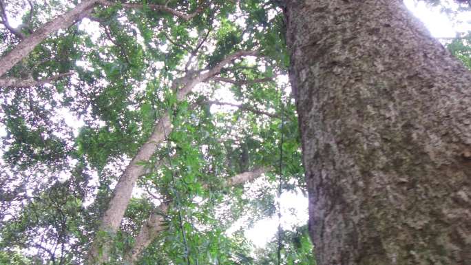 楠木林