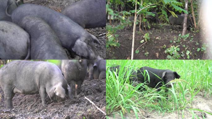 黑猪生态养殖林间草地觅食喝水