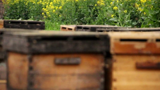 蜜蜂养蜂场实拍蜂农蜂蜜