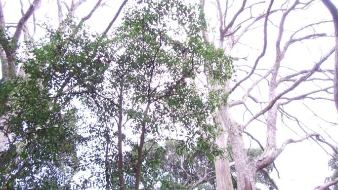 楠木林