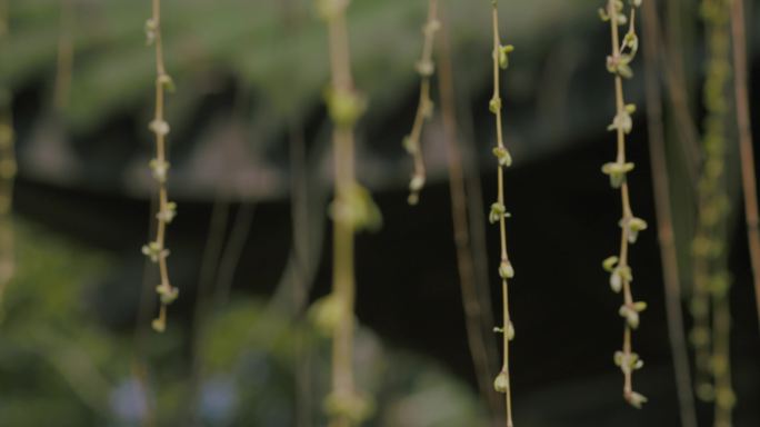 4K-春天风景梅花