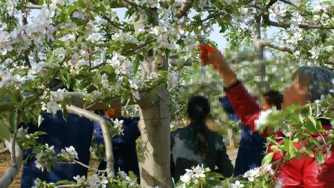 实拍陕北苹果园苹果树春天开花