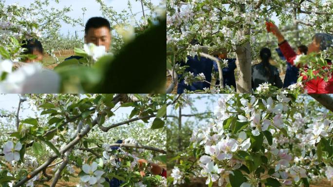 实拍陕北苹果园苹果树春天开花
