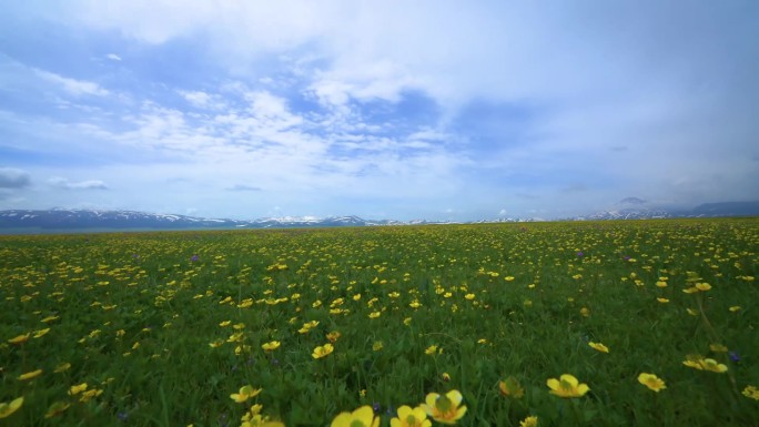 花海延时