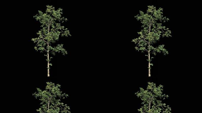 小树——树木摇曳动画带通道