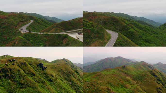 4K航拍漫山遍野的杜鹃花盛开04