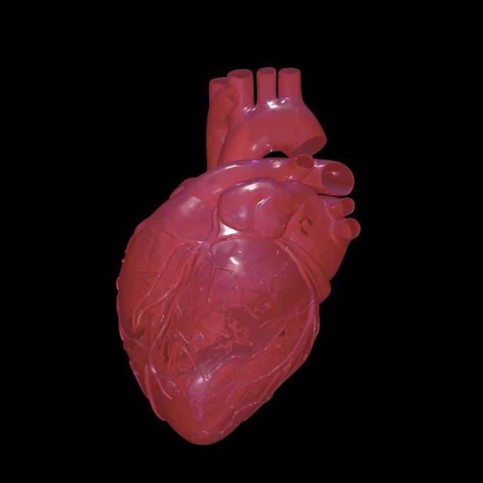 旋转的心脏模型