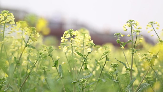 油菜花垂柳