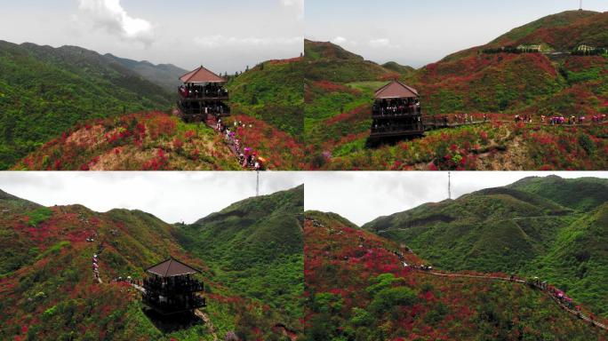 4K航拍漫山遍野的杜鹃花盛开07