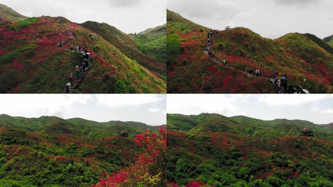 4K航拍漫山遍野的杜鹃花盛开08