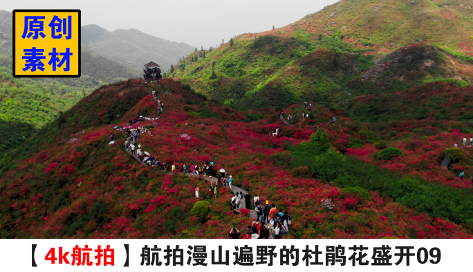 4K航拍漫山遍野的杜鹃花盛开09