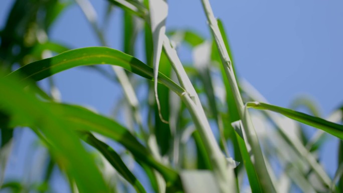 出穗期谷子根部根茎谷穗