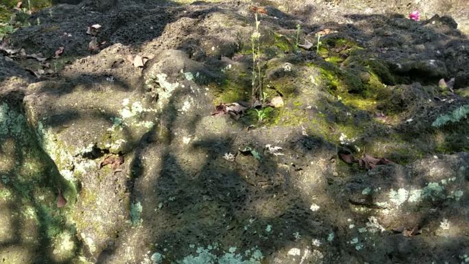 熔岩流上的植物