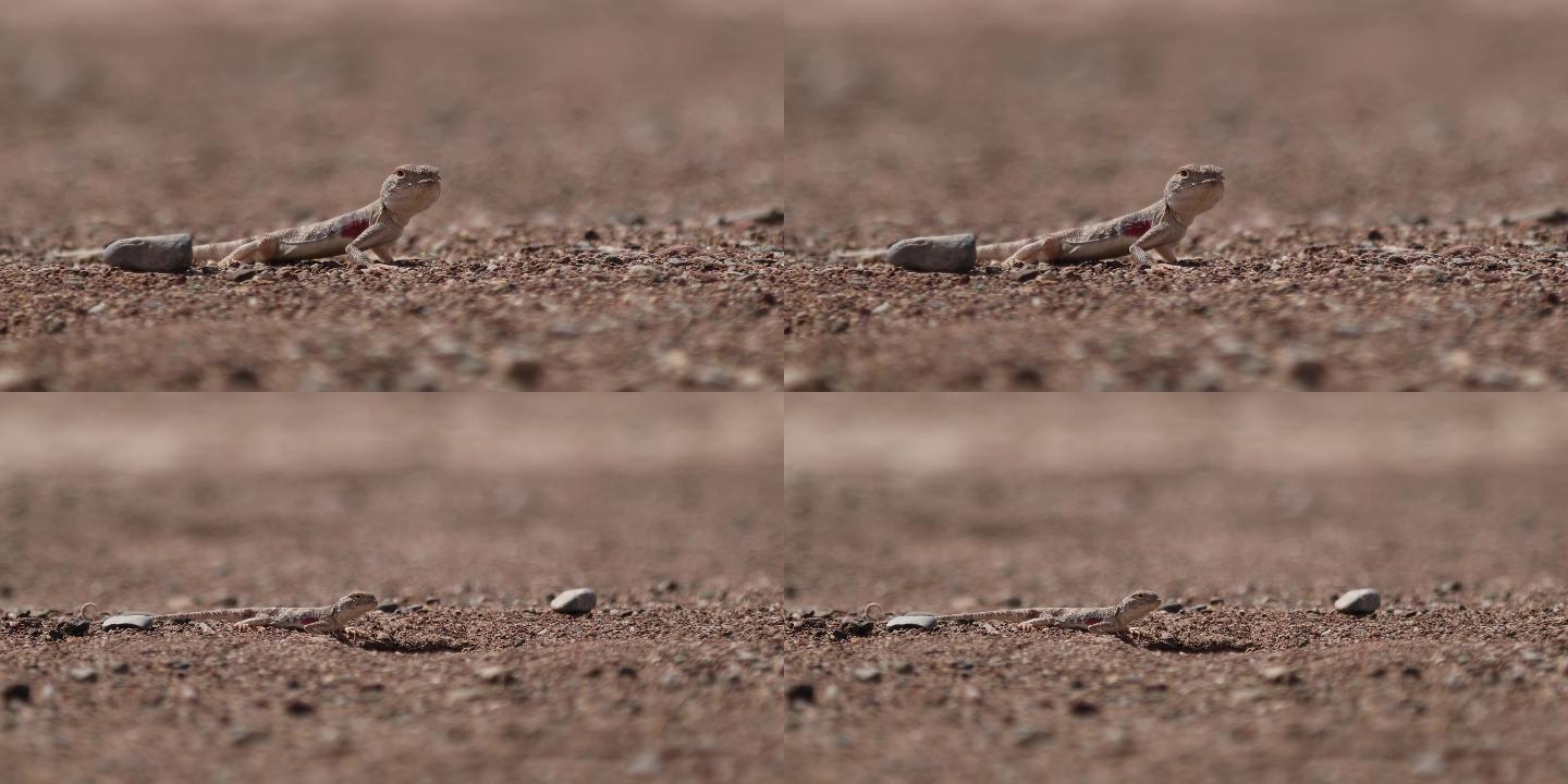 戈壁滩沙漠中的蜥蜴