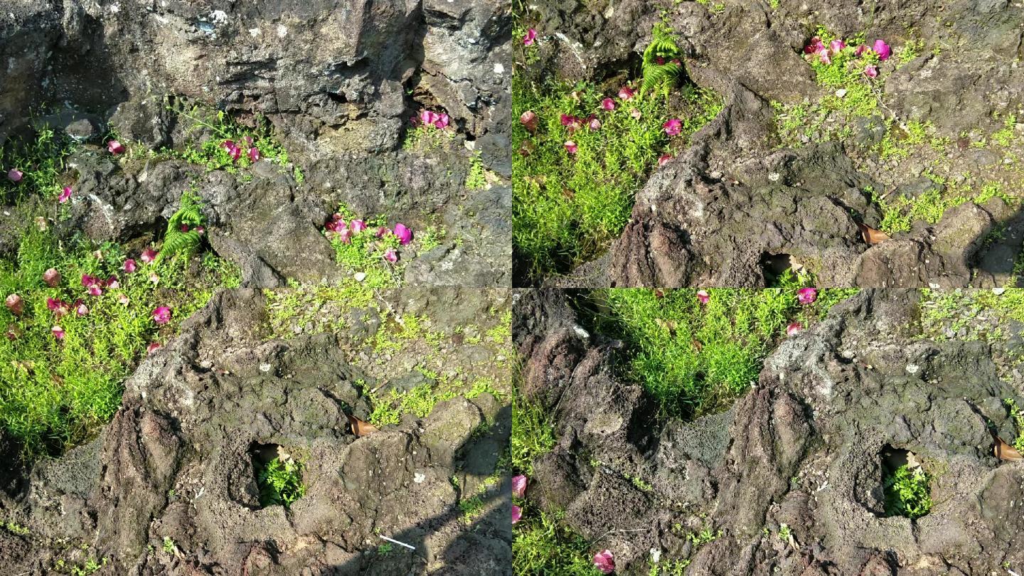 熔岩流上的植被