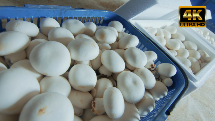 农村双孢菇蘑菇装箱