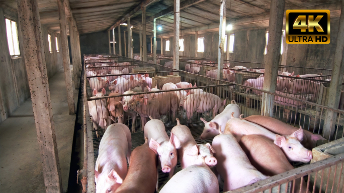 乡镇养猪场养殖场