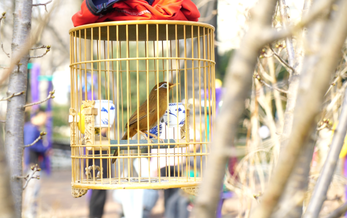 笼子里的鸟画眉金丝雀鸟笼