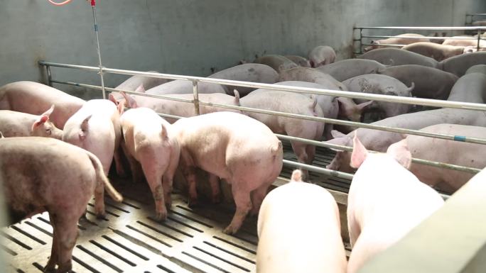 生猪养殖养殖猪猪圈养猪场