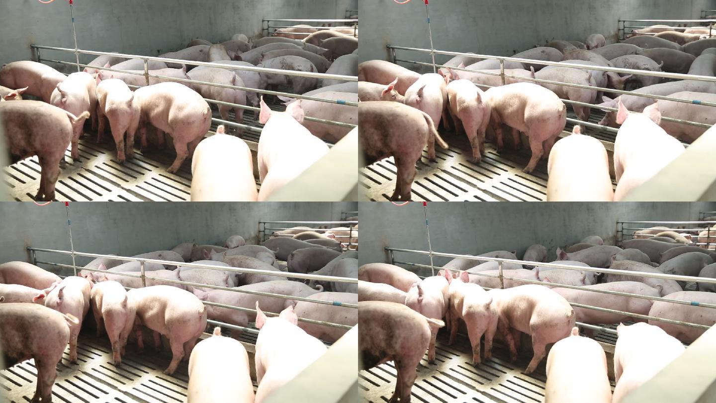 生猪养殖养殖猪猪圈养猪场