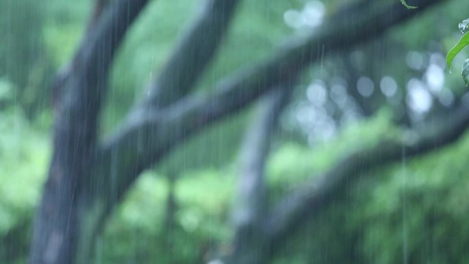 胡家花园里的夏雨