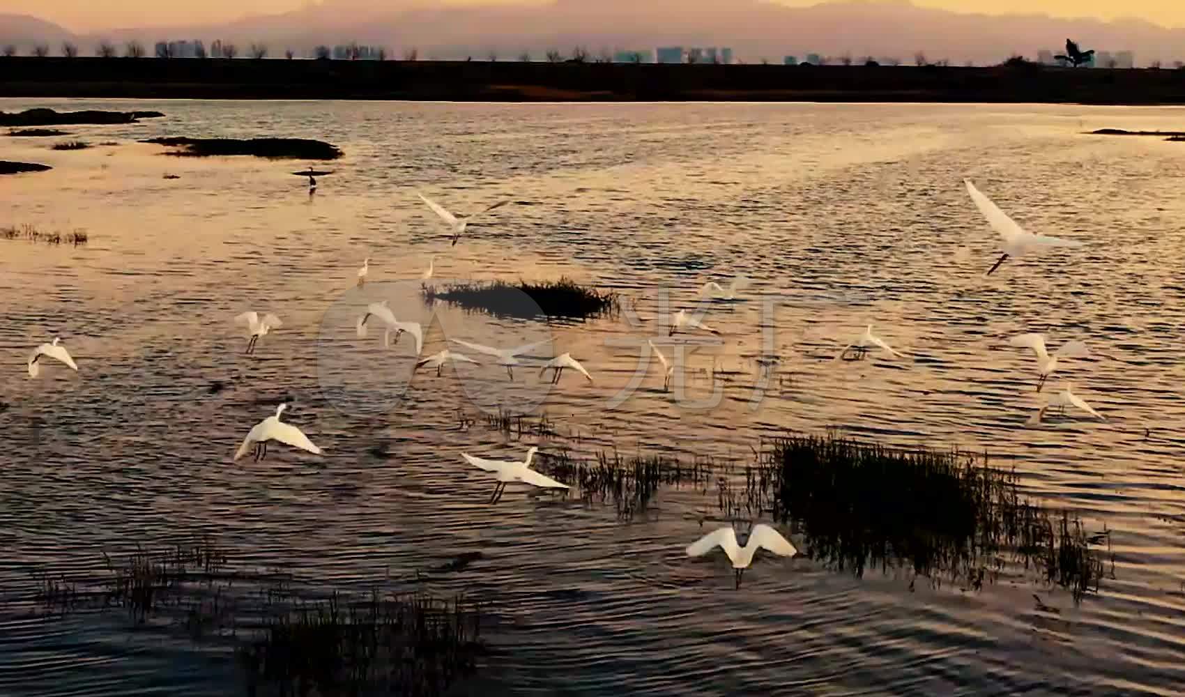湖北汉江湿地：生态改善 飞鸟游弋_凤凰网视频_凤凰网