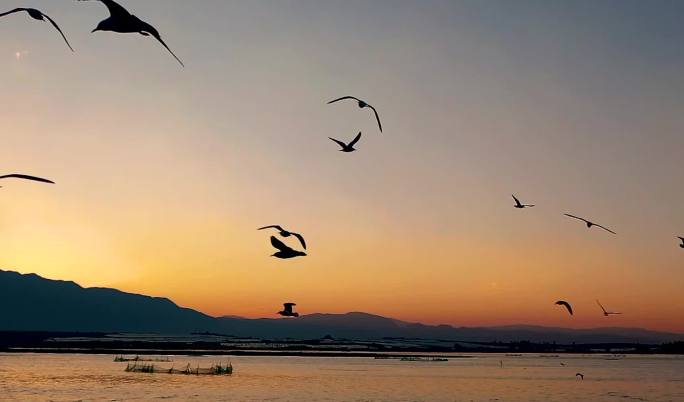 飞鸟-黄昏湖边