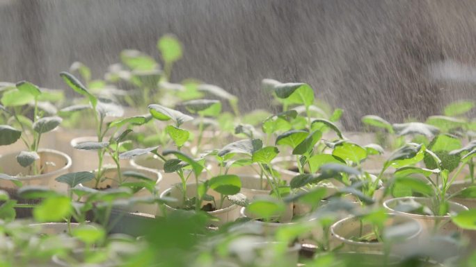 植物喷洒药物、杀菌剂、防虫、病虫害、喷药